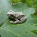 Cope's Gray Treefrog (photo courtesy N.C. State Parks)