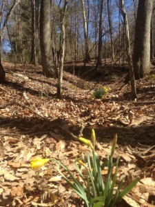 Daffodils, spring's first responders