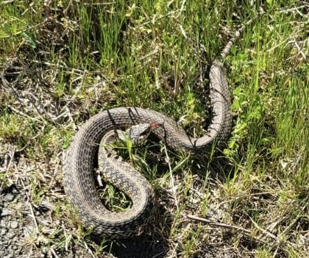 Taking the mystery out of a snake sighting